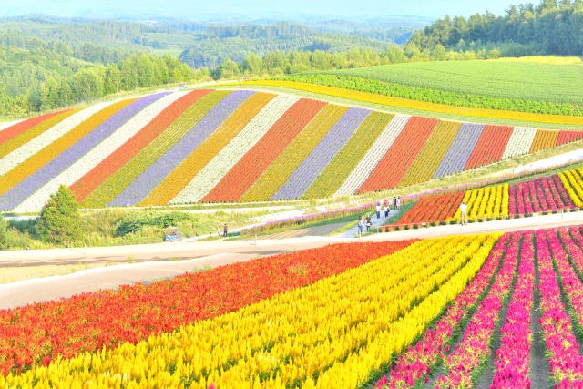 北海道美瑛の花畑のおすすめはどこ 見頃はいつまで はちきんママらいふ